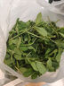 千牛優(yōu)福新鮮留蘭香薄荷葉250g-500g食用清涼茶烘焙點綴莫吉托調(diào)酒裝飾 500g 曬單實拍圖