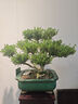 潮裕盆景黃楊盆景精品矮霸老樁造型真樹(shù)室內花卉綠植盆栽客廳陽(yáng)臺玄關(guān)擺件 精品盆景4 帶盆栽好 曬單實(shí)拍圖