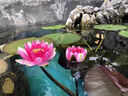 睡蓮根塊水培植物四季水養(yǎng)荷花水蓮花盆栽花卉水池塘大睡蓮種根 大睡蓮（紅色） 3個根塊（多買便宜） 曬單實拍圖