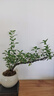【禪意】懸崖金邊六月雪帶陶瓷盆小盆景植物辦公室內(nèi)綠植盆栽盆景 懸崖六月雪+冰裂盆+方底座+苔蘚 曬單實拍圖