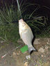 GW光威魚(yú)竿劍手鯉二代強(qiáng)韌28調(diào)5.4米綜合大物竿超輕超硬臺(tái)釣竿 曬單實(shí)拍圖