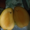 集南鮮 金煌芒 百色芒果當季廣西大青皮黃皮大芒果新鮮水果甜心芒果送禮 凈重8.5-9斤特級（250g起）推薦 曬單實拍圖