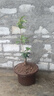 大型桂花庭院綠植別墅綠化桂花大樹(shù)老樁門(mén)口院子室外金桂四季開(kāi)花 老樁根部盆栽 曬單實(shí)拍圖