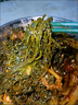 新鮮鹽漬鞭炮筍馬尾藻龍須菜羊棲菜堿性海藻長(zhǎng)壽菜火鍋涼拌菜食材 鞭炮筍250g*4袋 曬單實(shí)拍圖