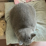 耐吉斯凍干生骨肉貓糧6kg酶解鮮肉成貓幼貓無谷低敏雞肉兔肉配方 曬單實拍圖