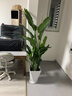 靜黛軒天堂鳥盆栽綠植室內(nèi)大型客廳植物落地真樹辦公室鶴望蘭大祿植花卉 120-140cm(原盆栽好）送托盤 含盆 曬單實拍圖