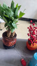 發(fā)財樹盆栽室內(nèi)植物客廳吸甲醛好養(yǎng)小盆景四季常青辦公室花卉綠植 3桿發(fā)財樹+高端財字盆+肥料【高20-25cm】 曬單實拍圖