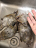 舟山梭子蟹鮮活特大野生大螃蟹新鮮冷凍海鮮水產(chǎn)海蟹飛蟹白蟹順豐 7-9兩/只【5斤凈重 特大肥壯】 曬單實(shí)拍圖