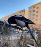 喜鵲飼料幼鳥(niǎo)鳥(niǎo)糧專(zhuān)用糧食灰山雛鳥(niǎo)壯膘亮羽營(yíng)養糧紅嘴通用型飼料 一袋【喜鵲專(zhuān)用糧】 曬單實(shí)拍圖