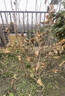 正宗耐冬茶花樹(shù)苗耐熱茶花地栽南北方種風(fēng)景樹(shù)四季不落葉茶花大樹(shù) 耐冬茶花 4cm粗【精品樹(shù)形優(yōu)美1.5-1.7米高 曬單實(shí)拍圖