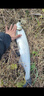 夢(mèng)輝炮彈之子狗水面系釣翹嘴軍魚(yú)水面之子狗路亞餌 白條 11克 曬單實(shí)拍圖