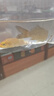 AIPHAROW觀(guān)賞魚(yú)錦鯉魚(yú)活體冷水魚(yú)金魚(yú)魚(yú)苗大正紅白黃金烏金白寫(xiě)丹頂淡水魚(yú) 8-10cm（黃金1+紅白1+三色1） 曬單實(shí)拍圖