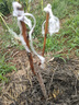 新品種黑桃王桃樹苗黑桃皇后樹苗嫁接桃樹果苗南北方種植當(dāng)年結(jié)果 5年苗(當(dāng)年結(jié)果) 曬單實拍圖
