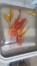 招財黃金金魚(yú)鯉魚(yú)冷水魚(yú)苗好養耐活淡水活魚(yú)魚(yú)苗錦鯉龍鳳批發(fā) 19-21黃金7條 曬單實(shí)拍圖