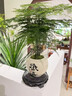 自然空間文竹盆栽植物云竹室內(nèi)客廳辦公中式禪意桌面文藝盆景創(chuàng)意 歡喜圓肚盆文竹小品+09鏤空座+黑鋼砂 曬單實(shí)拍圖