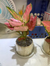 墨一綠植盆栽客廳室內(nèi)桌面花卉植物 吉利紅+奶油色棒棒花盆 源頭直發(fā) 曬單實拍圖