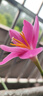 DL 1998胖東來(lái)品質(zhì)琺瑯彩銀手鐲描金藍(lán)牡丹花藤纏枝紋古法銀女銀9999送媽 曬單實(shí)拍圖
