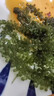 骉祥兒童海葡萄即食小孩吃的零食新鮮海草海藻裙帶菜海帶干貨海菜e 海葡萄*3包 曬單實拍圖