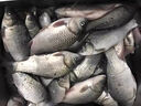 汛爆黑坑羅非魚(yú)釣魚(yú)小藥套餐鳳梨醬黑水豬母奶中小非大非專(zhuān)用添加劑 羅非4件套 曬單實(shí)拍圖