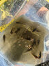 臻佑（Grsaed）打水桶釣魚13L方形加固折疊水桶戶外野釣路亞活魚桶釣魚桶 透明 曬單實拍圖
