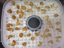 京嚴(yán)烘干機(jī)食品果蔬干果機(jī)小型家用食物水果烤干器寵物零食肉干風(fēng)干箱 【高效烘干｜超長(zhǎng)定時(shí)】白色 5層加大容量｜可定時(shí)免看管 曬單實(shí)拍圖