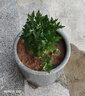 新品重瓣荷蘭菊四季開花菊花苗月月菊室內(nèi)外花多年生耐寒耐熱植物 紫色荷蘭菊1盆+原盆原土【一盆3-4顆】 曬單實拍圖