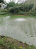 水中皇增氧機(jī)魚塘永磁變頻打氧機(jī)葉輪式增氧泵養(yǎng)殖專用大功率氧氣泵養(yǎng)魚 1100W電機(jī)220VV（節(jié)能變頻）防雷 曬單實(shí)拍圖