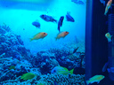 樂淘逸寵三湖慈鯛活體馬鯛魚中小型熱帶觀賞魚淡水巖棲鯛魚 5-7cm鯛魚混搭10條 曬單實拍圖