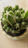京云夢(mèng)萬(wàn)重山仙人掌小盆栽花卉綠植辦公室內好養多肉植物蛋糕盆源頭直發(fā) 曬單實(shí)拍圖