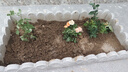 墨一灌木月季花苗特大花盆栽薔薇四季開(kāi)花 粉多頭超感40cm 源頭直發(fā) 曬單實(shí)拍圖