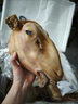 火燒羊頭整只新鮮帶皮羊頭肉羊臉肉山羊頭羊蹄羊雜順豐商用批發(fā) 整只火燒羊頭3-3.5斤 曬單實(shí)拍圖