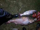 進(jìn)口魚鉤魚線釣魚鉤純手工精綁子線雙鉤金袖鉤金海夕成品鉤子袖鉤 總長45金袖無刺【40付】帶子線盒 3號鉤+4號鉤 曬單實拍圖
