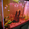 森森（SUNSUN）新款智能簡(jiǎn)奢魚(yú)缸客廳超白玻璃大型底過(guò)濾免換水生態(tài)水族箱 超白新式底濾+無(wú)極變光 0.8米35寬 紳士灰 曬單實(shí)拍圖