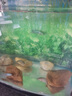 JCZS德國品牌魚缸過濾棉專用高密度凈化棉生化棉魚缸養(yǎng)魚過濾棉過濾器 【特厚5CM丨熱銷款】長3米*寬12厘米(送1米 曬單實(shí)拍圖
