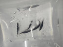 正宗鱖魚(yú)苗桂花魚(yú)苗桂魚(yú)苗淡水養殖食用活體翹嘴貴魚(yú)苗班鱖魚(yú)苗小魚(yú)苗兇猛包郵 鱖魚(yú)苗3-4cm200條 送10% 曬單實(shí)拍圖