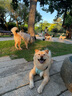 PAWFIT英國Pawfit狗貓GPS狗貓實(shí)時(shí)追蹤軌跡智能追蹤運動(dòng)檢測防丟定位器 Pawfit-3 （全新升級大電池） 曬單實(shí)拍圖
