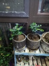 小葉紫檀盆景老樁綠植中式盆栽室內辦公桌面茶幾花卉擺件好養易活 3年老樁小葉紫檀2盆【25-30厘米】+原盆土+肥 曬單實(shí)拍圖