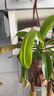 豬籠草盆栽植物花卉室內驅蚊草綠植陽(yáng)臺捕蟲(chóng)草食蟲(chóng)草吊蘭好養活 約4-5cm錦帝羅茅膏菜（自吸盆） 曬單實(shí)拍圖