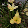 Jordan女子休閑鞋喬丹AJ1蘑菇 JORDAN 1運(yùn)動(dòng)鞋IB8861-151彩色38 曬單實(shí)拍圖