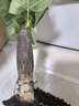懶人水培綠植九里香綠蘿文竹室內(nèi)易養(yǎng)凈化空氣花卉盆栽植物花卉 發(fā)財樹1顆【不含盆】土培水培皆可15-20cm 曬單實拍圖
