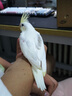 茨格曼 鸚鵡保溫箱幼鳥專用恒溫箱育雛鳥飼養(yǎng)箱實(shí)木保暖箱鳥籠子繁殖箱 40*40*50 恒溫造景(建議3-4只) 曬單實(shí)拍圖