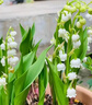 京厽【年年開花】鈴蘭帶芽帶根室內(nèi)陽臺(tái)濃香鈴蘭花盆栽耐寒不支持退貨 白色帶芽鈴蘭福利10顆+肥帶芽包成活 不含盆 曬單實(shí)拍圖