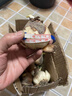 水仙花種球室內陽(yáng)臺水培水養水仙室外盆栽花卉冬天種耐寒植物種子 水仙花種球【5顆】+營(yíng)養液 曬單實(shí)拍圖