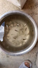 大鯽魚苗淡水養(yǎng)殖黃金鯽土鯽工程鯽中科五號鯽魚苗高背鯽活體批發(fā)小魚苗 中科鯽（4-6cm 70條）僅限一單【假魚包退】 曬單實拍圖