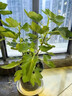 無花果苗盆栽帶葉特大果南北方種植波姬紅芭勞奈青皮無花果樹果苗 果苗買一送一(30-50cm 品種備注 30cm(含)-40cm(不含) 曬單實(shí)拍圖