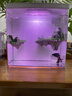 寵盒桌面生態(tài)魚(yú)缸亞克力小型客廳免換水水族箱迷你家用觀(guān)賞魚(yú)飼養魚(yú)箱 白色背濾小魚(yú)缸+造景 曬單實(shí)拍圖