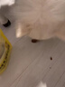 寶路狗零食磨牙棒牛肋骨牛尾柯基泰迪中小型犬狗骨頭寵物零食H 風(fēng)干小牛排2袋 曬單實(shí)拍圖
