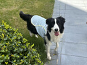 MIKI PAD大狗狗涼涼衣夏天防曬涼感衣服金毛邊牧中大型犬寵物薄款透氣背心 薄荷藍(lán)【經(jīng)典款】涼感防曬 6XL胸圍86cm（參考體重55-65斤） 曬單實(shí)拍圖
