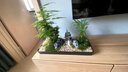 Only you【兩小時(shí)達(dá)】微景觀綠植盆栽室內(nèi)好養(yǎng)植物客廳辦公室中式開業(yè)喬遷 文竹 曬單實(shí)拍圖