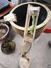 無花果樹果苗特大庭院陽臺(tái)南方北方種植果波姬青皮紅水果樹苗盆栽 芭勞奈 (杯苗帶土帶葉發(fā)貨) 兩年苗 曬單實(shí)拍圖